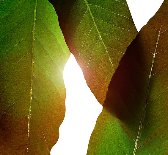 Huang qi-Ekstrakt z huang qi-Engelhardtia chrysolepis leaf extract