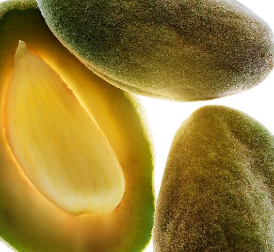 Drzewo migdałowe-Organiczny olej ze słodkich migdałów-Prunus amygdalus dulcis (sweet almond) oil