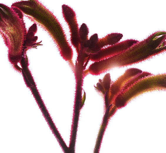 Kwiat kangurza łapa-Organiczny ekstrakt z kwiatu "kangurzej łapy"-Anigozanthos flavidus extract