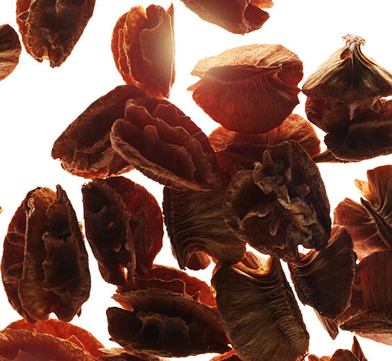 Acerola-Ekstrakt z nasion aceroli-Malpighia emarginata (acerola) seed extract