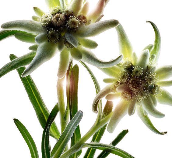 Szarotka-Organiczny ekstrakt z szarotki alpejskiej-Leontopodium alpinum extract