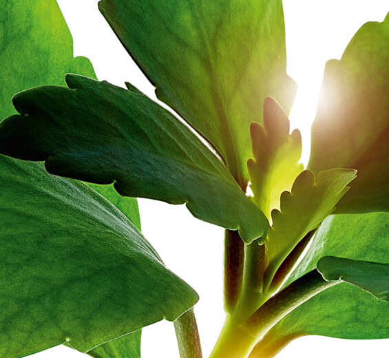 Żyworódka-Organiczny ekstrakt z żyworódki-Kalanchoe pinnata leaf extract