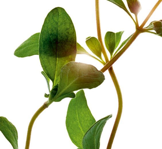 Majeranek-Olejek etyryczny z majeranku-Origanum majorana leaf oil
