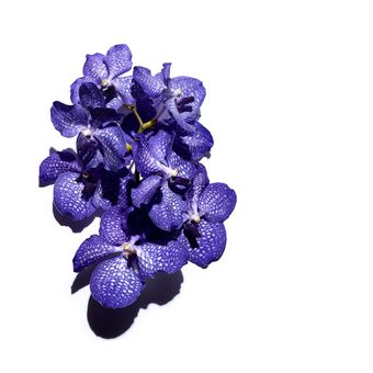 Olejek pielęgnacyjny do twarzy do cery odwodnionej  Blue Orchid Face Treatment Oil