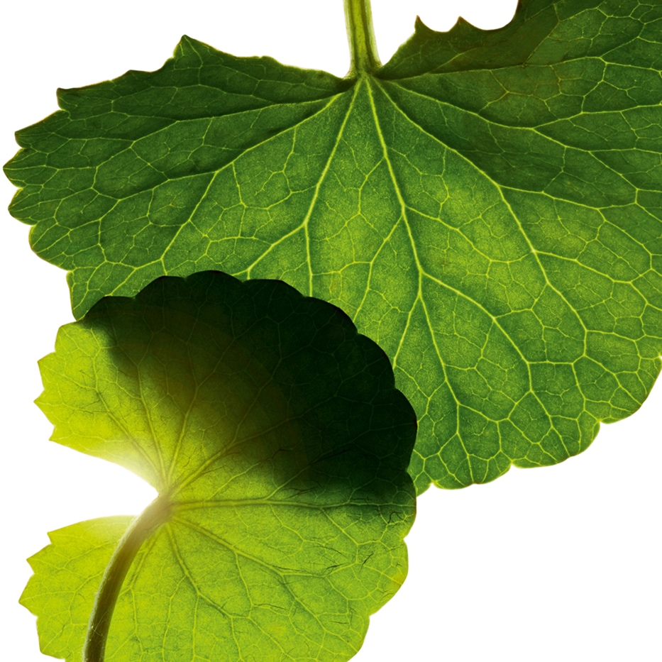 Wąkrota azjatycka-Azjatykozyd-Asiaticoside