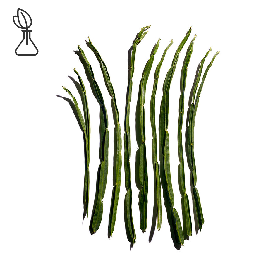 Carqueja-Ekstrakt z komarnika-Baccharis genistelloides extract