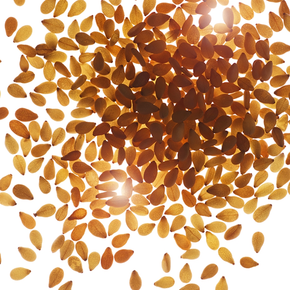 Sezam-Organiczny olej sezamowy-Sesamum indicum (sesame) seed oil