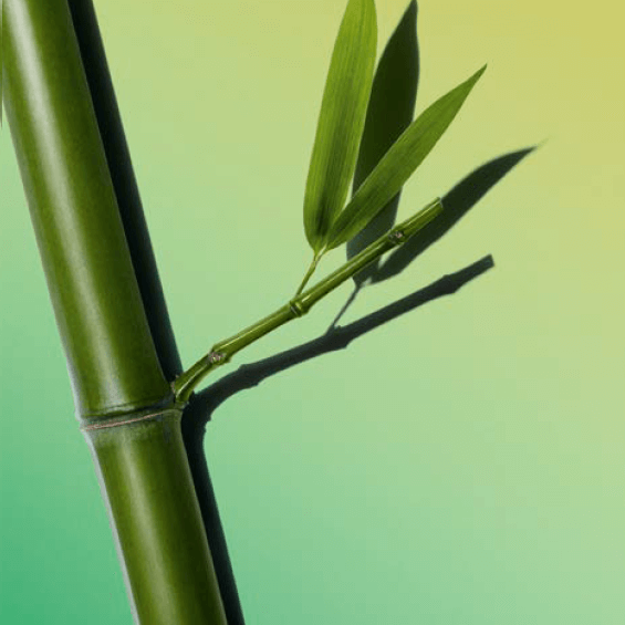 Puder Bambusowy
