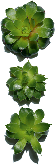 rojnik