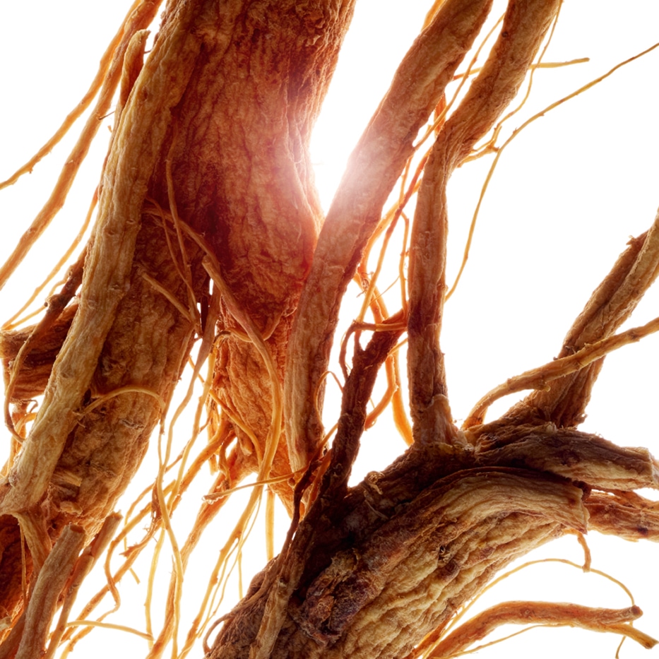 Żeń-Szeń-Ekstrakt z żeń-szenia-Panax ginseng root extract