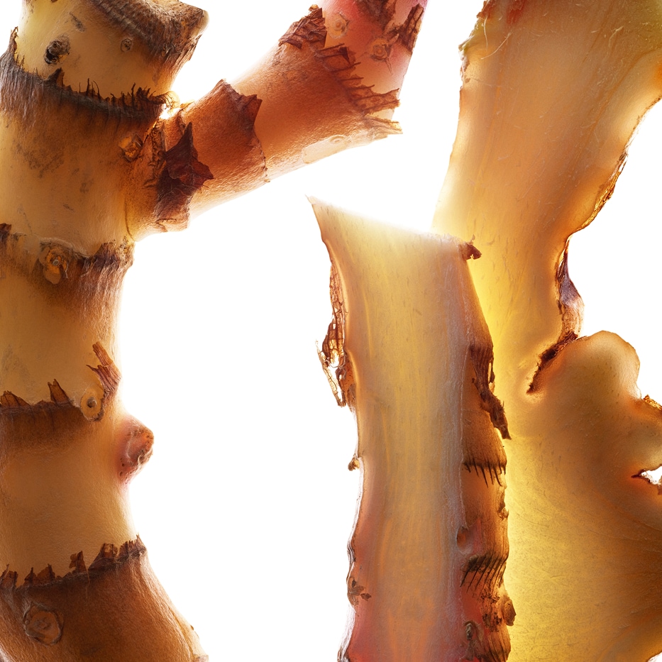 Wianecznik koronowy-Ekstrakt z hedychium koronowego (rośliny organicznej)-Hedychium coronarium root extract