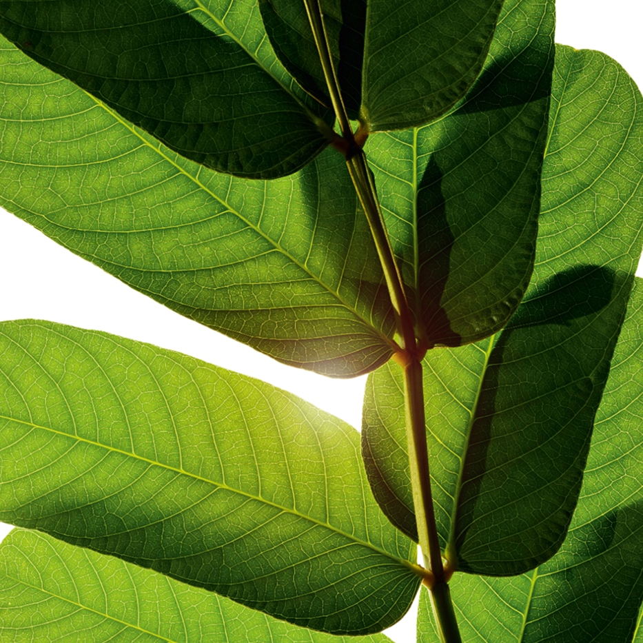 Senna-Ekstrakt ze strączeńca-Cassia alata leaf extract