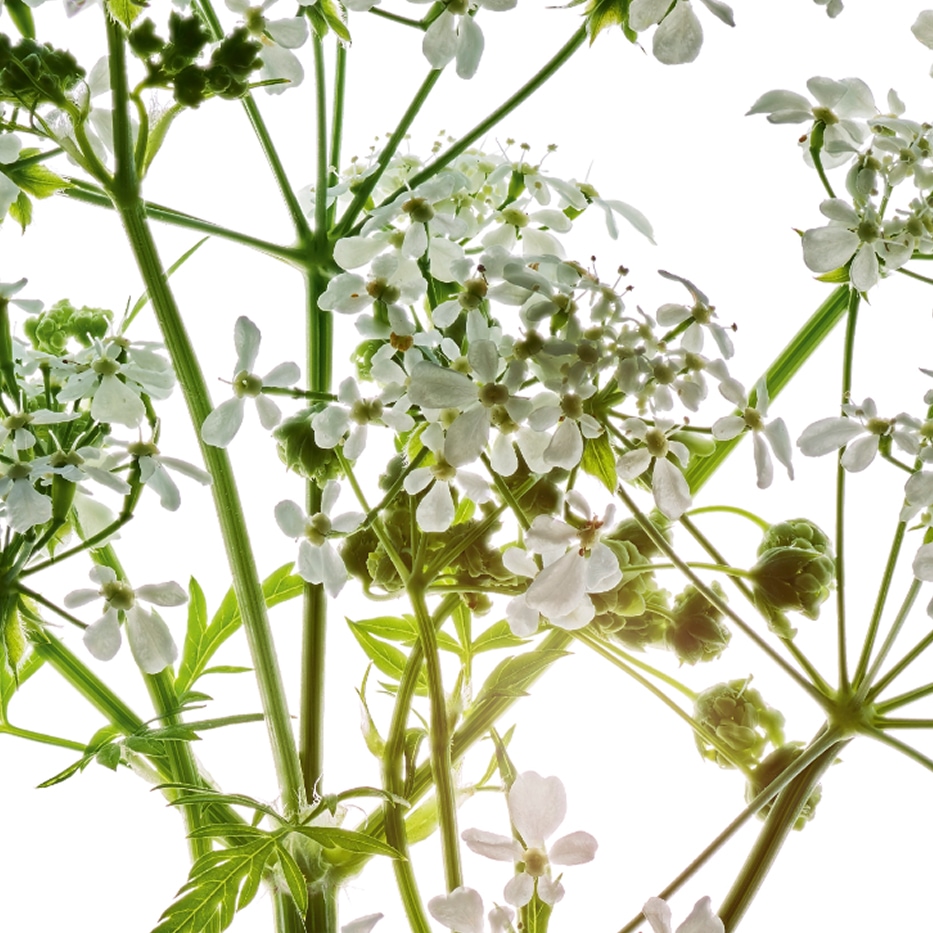 Trybula leśna-Organiczny ekstrakt z trybuli leśnej-Anthriscus sylvestris extract