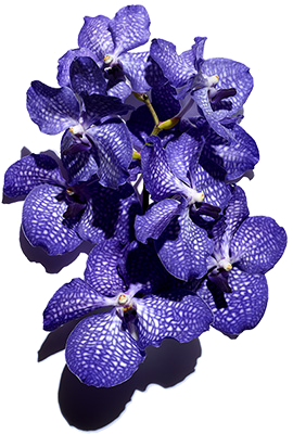 Błękitna orchidea