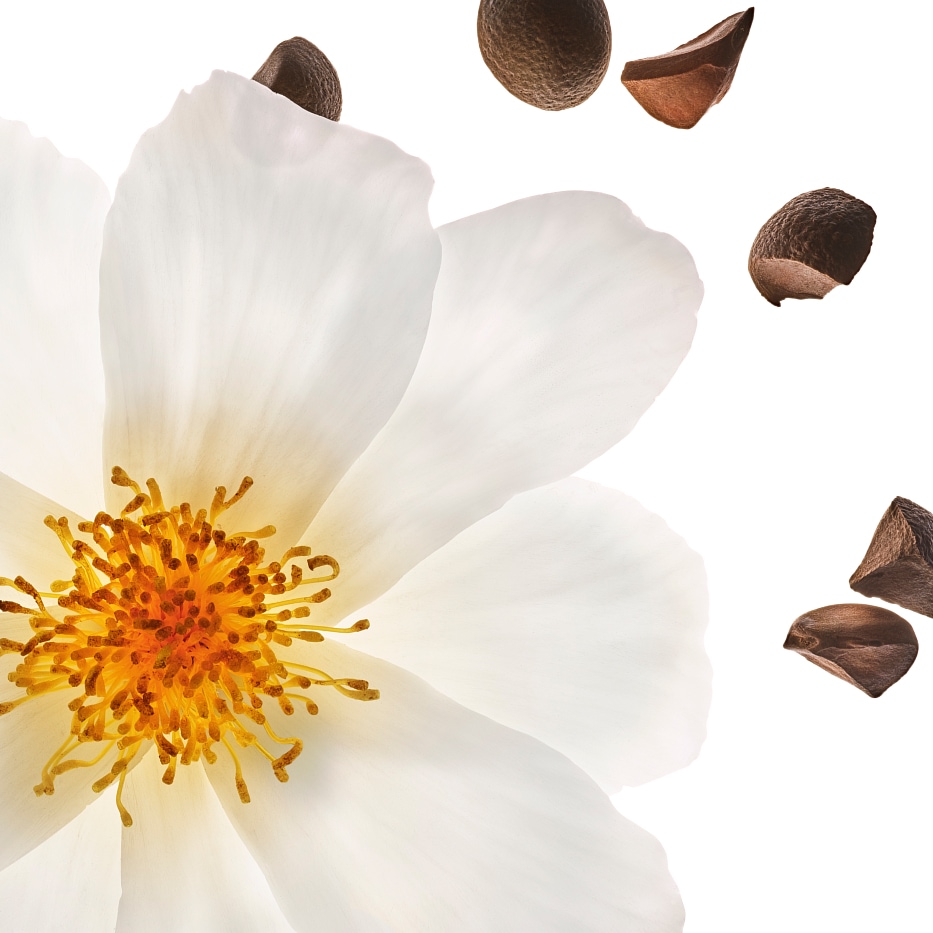 Kamelia-Organiczny olej kameliowy-Camellia oleifera seed oil