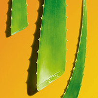Aloes