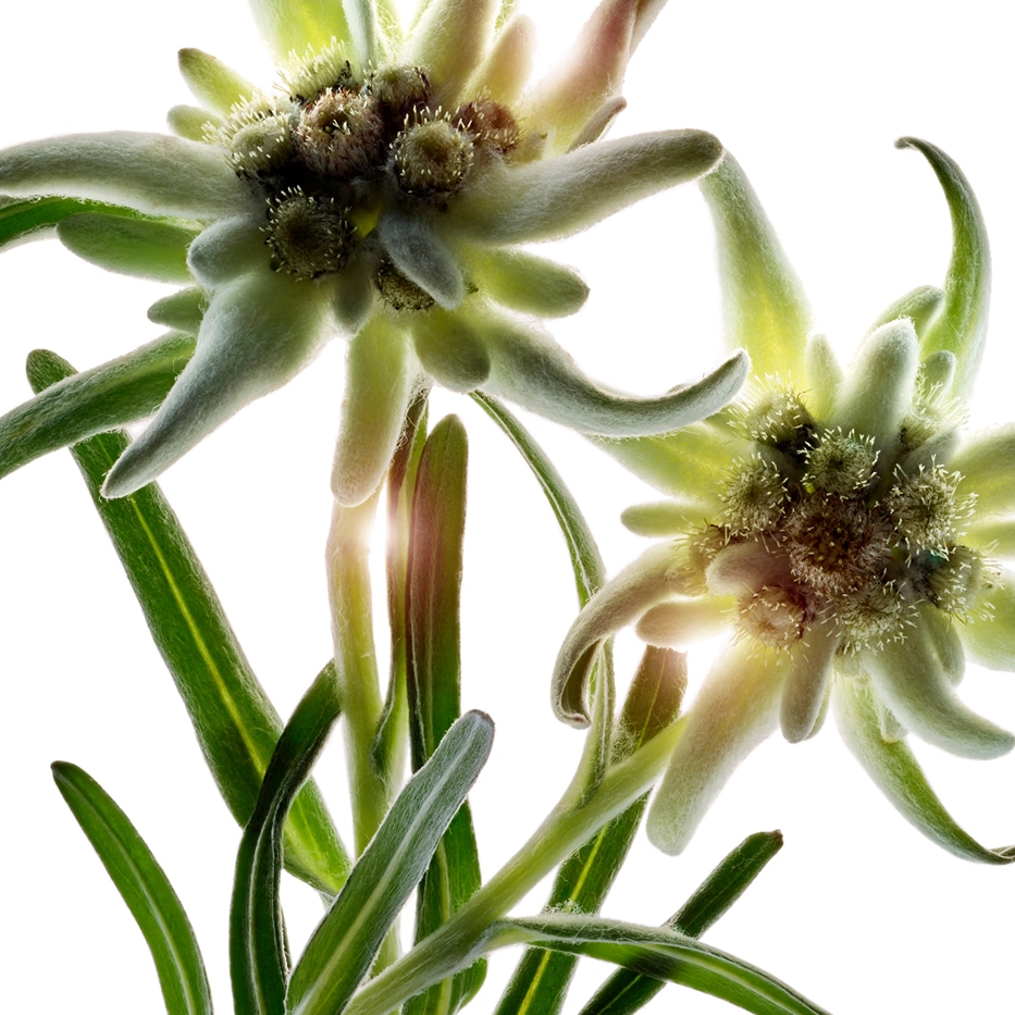 Szarotka-Organiczny ekstrakt z szarotki alpejskiej-Leontopodium alpinum extract