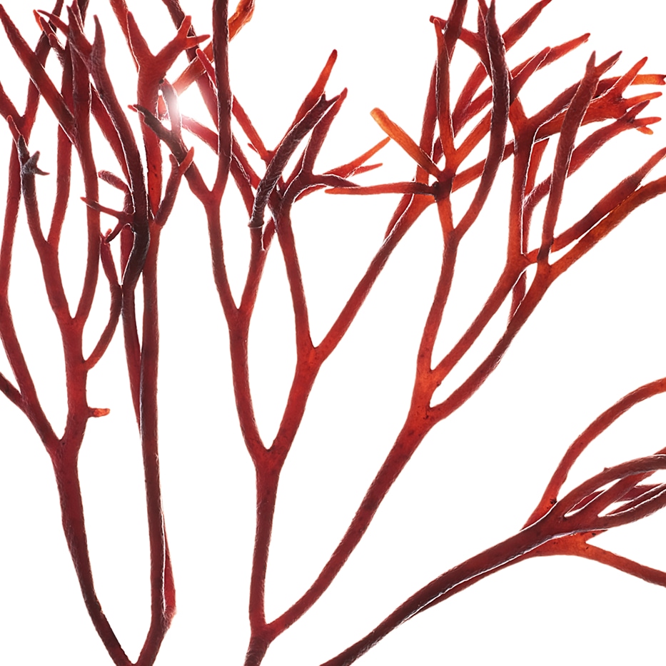 Widlik-Ekstrakt z widlika-Furcellaria lumbricalis extract