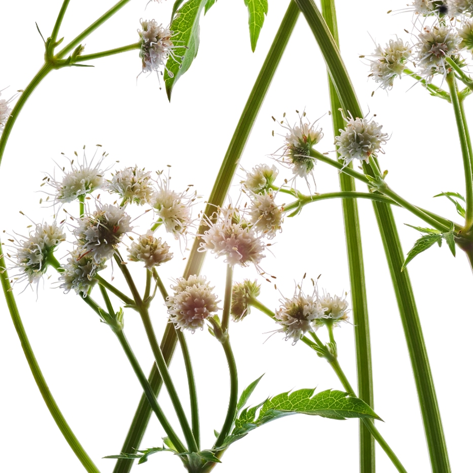 Żankiel zwyczajny-Organiczny ekstrakt z żankiela-Sanicula europaea extract