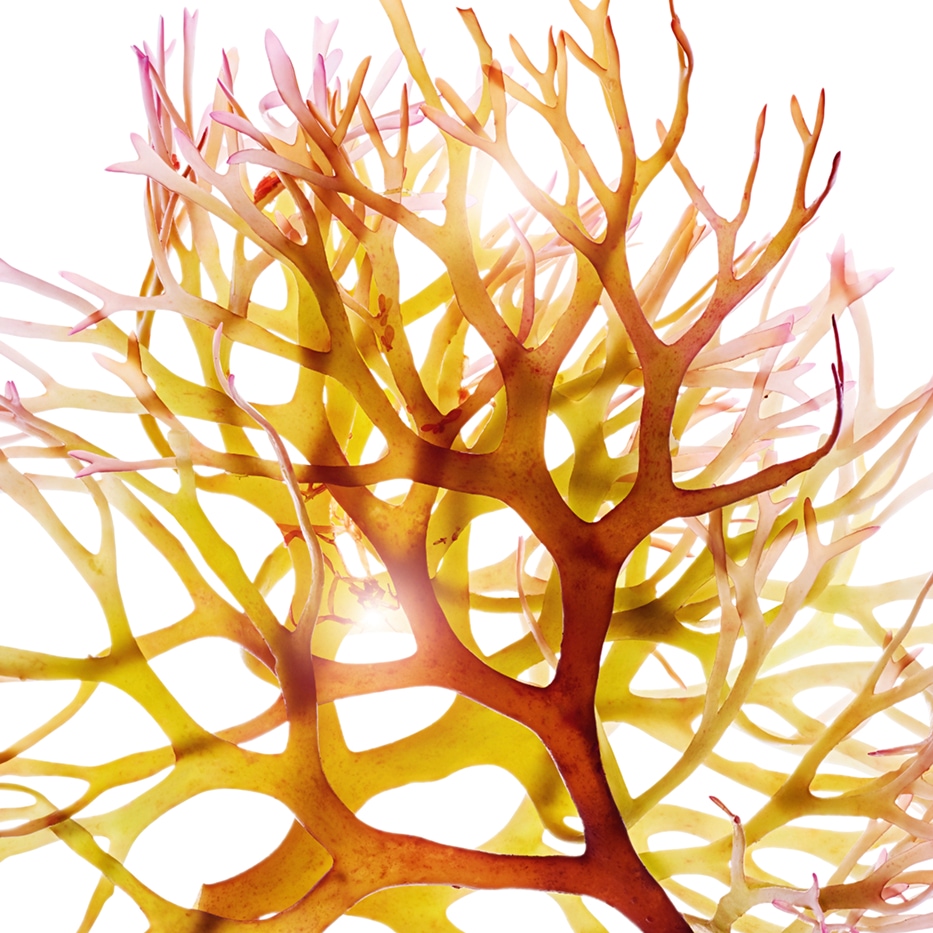 Mech irlandzki-Ekstrakt z mchu irlandzkiego-Chondrus crispus (carrageenan) extract