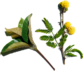Haronga i Kwiat akacji