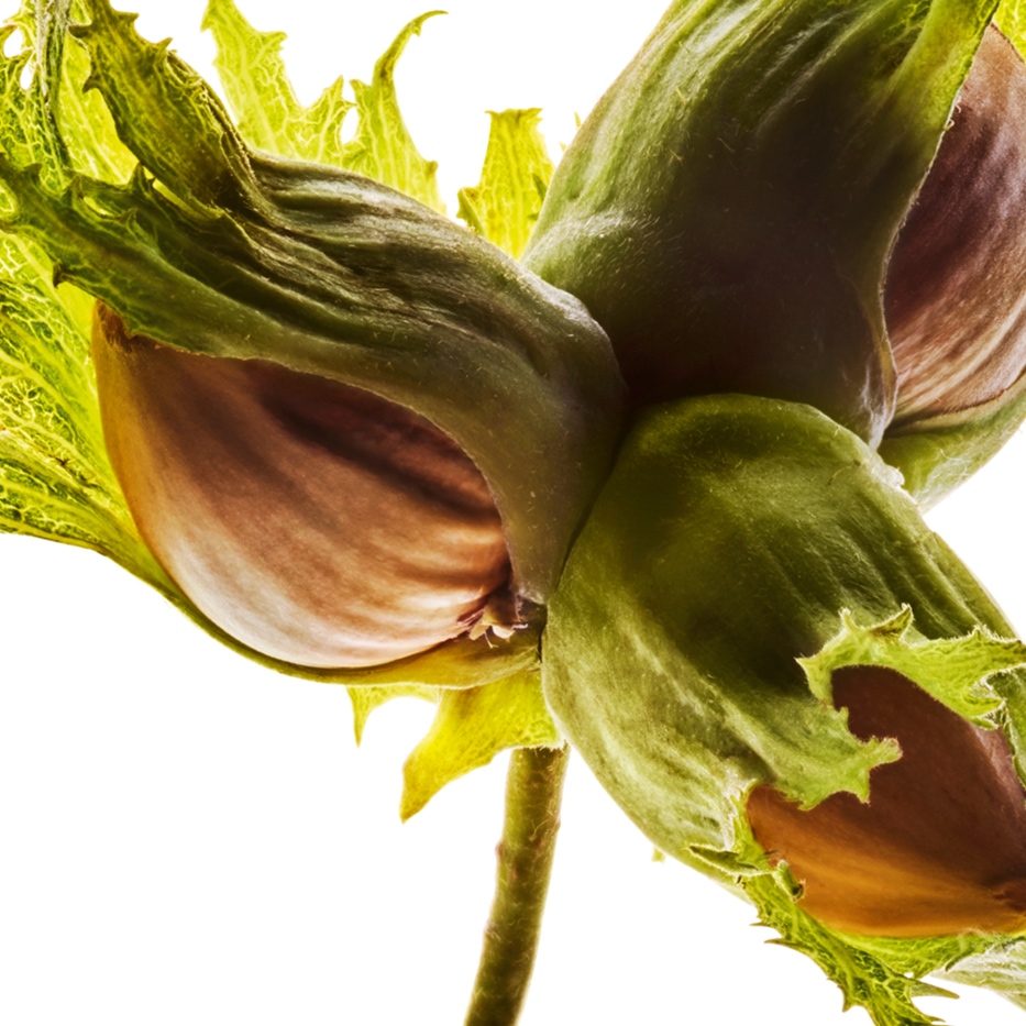 Leszczyna pospolita-Olej z leszczyny pospolitej-Corylus avellana (hazel) seed oil