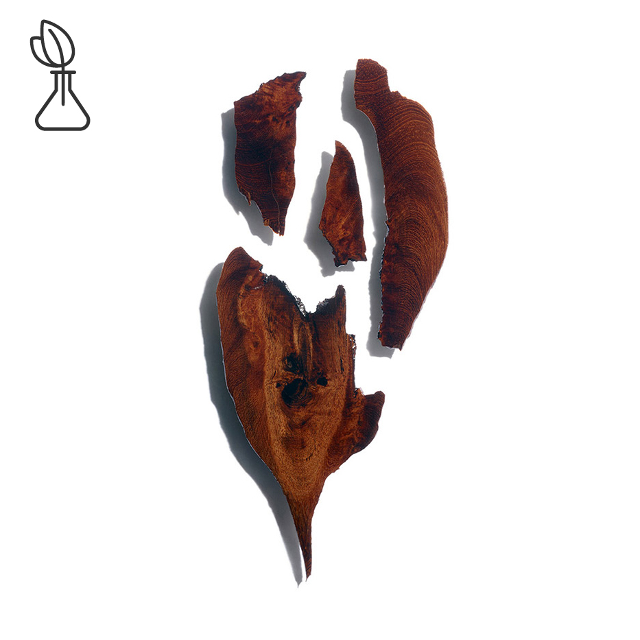 Bocoa-Ekstrakt z Bocoa-Bocoa prouacensis extract