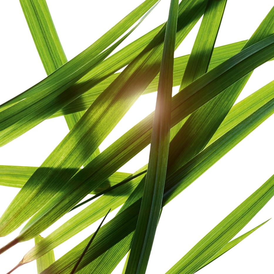 Żubrówka-Ekstrakt z trawy żubrówki-Hierochloe odorata extract