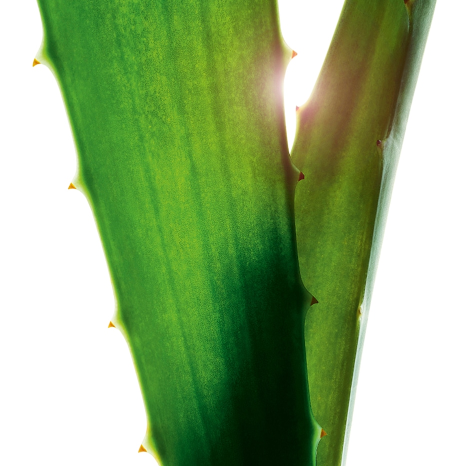 Aloes-Ekstrakt z aloesu zwyczajnego-Aloe barbadensis leaf juice,aloe barbadensis leaf juice powder