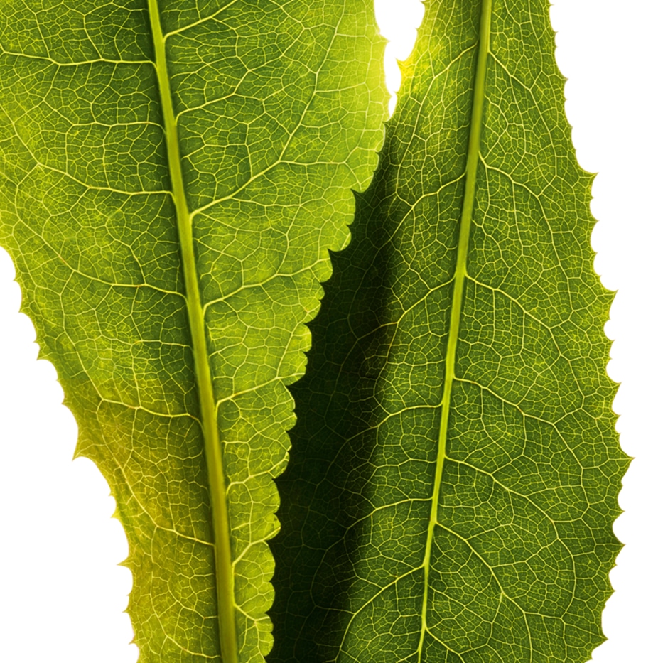 Cykoria-Ekstrakt z cykorii-Cichorium intybus (chicory) leaf extract