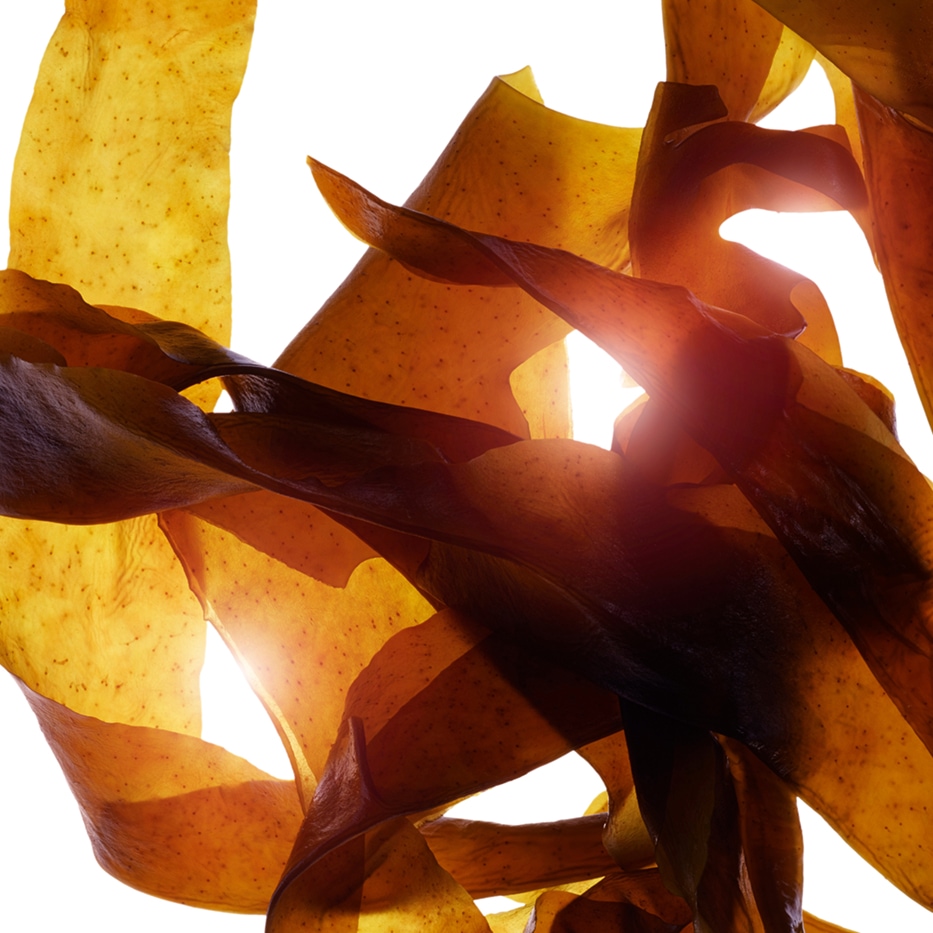 Wakae-Organiczny ekstrakt wakame-Undaria pinnatifida extract