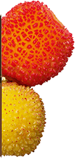 Owoc drzewa truskawkowego