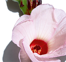 Kwas z kwiatów hibiskusa