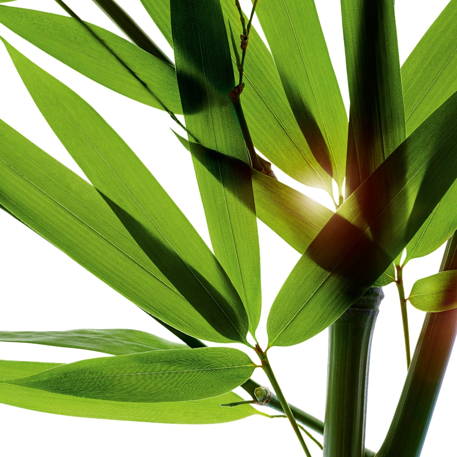 Bambus-Proszek z łez bambusa-Bambusa arundinacea stem extract