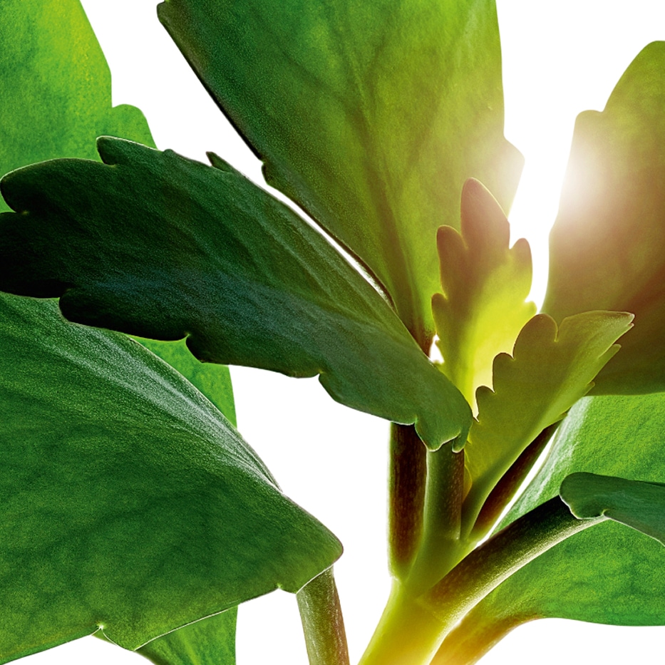 Żyworódka-Organiczny ekstrakt z żyworódki-Kalanchoe pinnata leaf extract