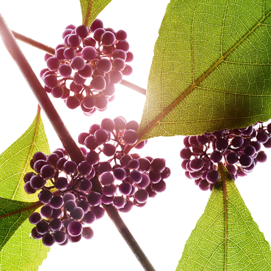 Pięknotka japońska-Ekstrakt z pięknotki japońskiej-Callicarpa japonica fruit extract