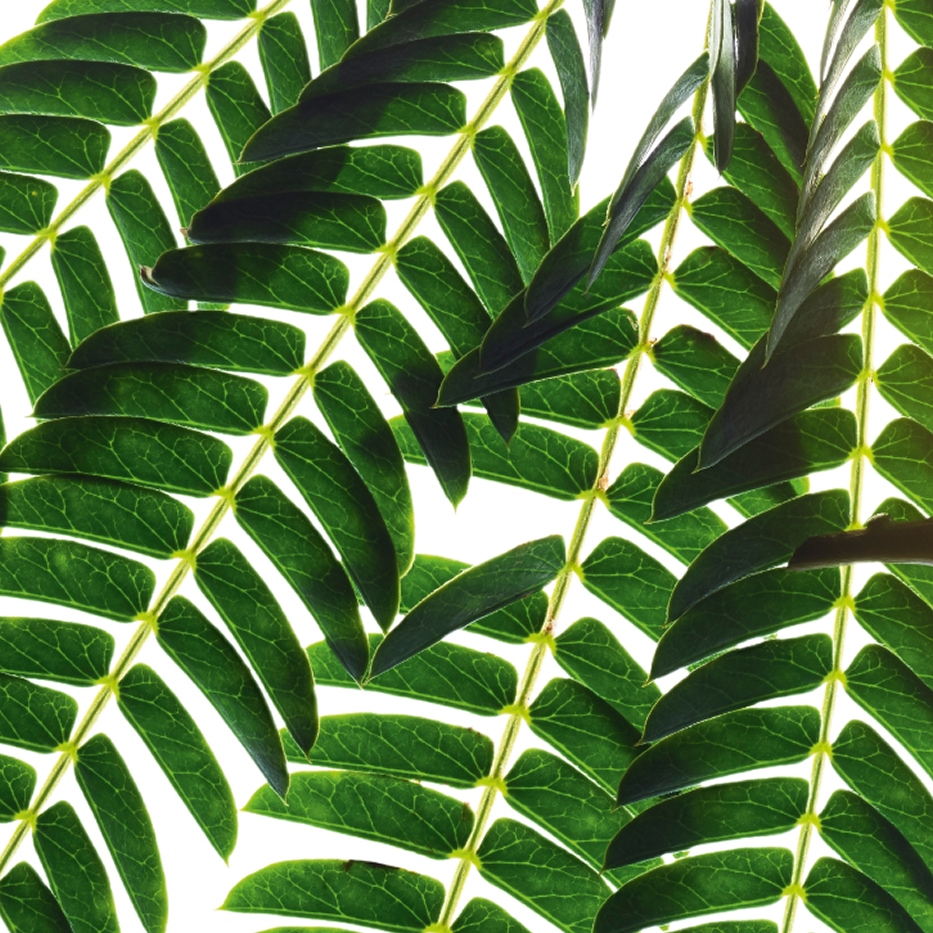 Albicja-Ekstrakt z kory albicji-Albizia julibrissin bark extract