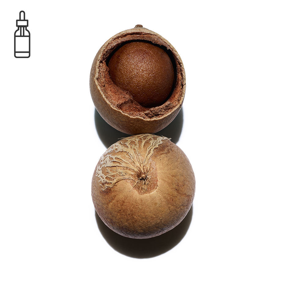 Tamanu-Organiczny olej tamanu-Calophyllum inophyllum seed oil